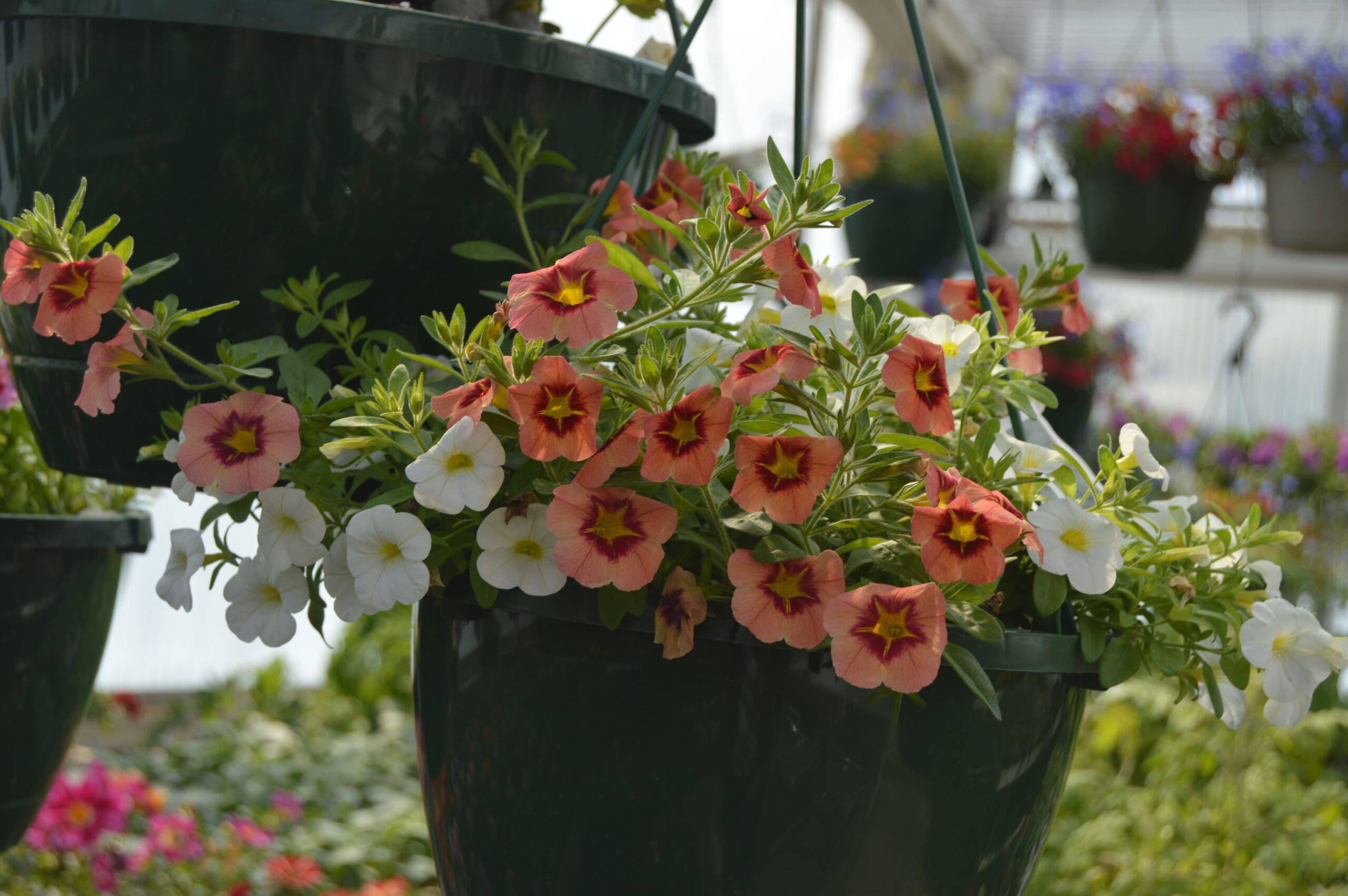 flowers in hanging basket